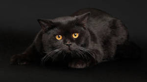 Fondo de pantalla de gato negro gordo