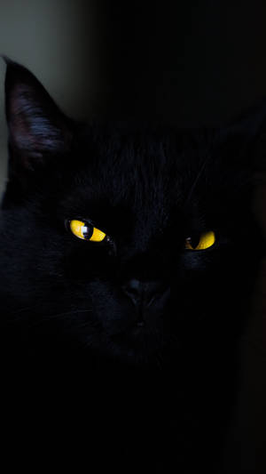 Gato Negro iPhone 6 Plus
