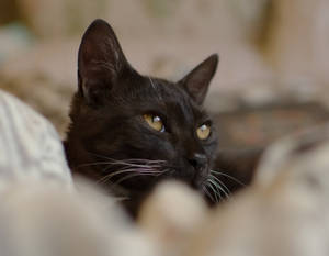 Gato negro mirando a lo lejos — Gato Negro Fondos de pantalla