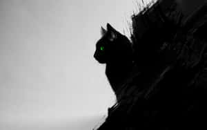 Fotos de gatos negros — Cat Noir Fondos de pantalla