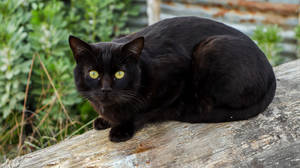 Gato negro sobre tronco de madera — Gato Negro Fondos de pantalla