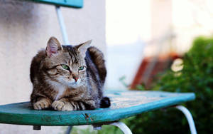 Gato serio sentado en una silla azul afuera de una casa. Linda mascota animal rayada peluda.