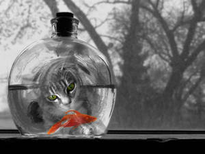 Gato mirando un pez naranja dentro del acuario en una foto en blanco y negro.