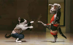 Gatos bailando disfrazados