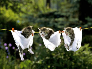 Gatos divertidos colgados con ropa interior