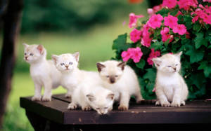 Gatos Siameses Lindos para Escritorio — Lindo escritorio Fondos de pantalla