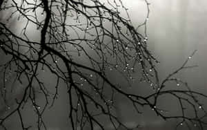 Escritorio Gris — Bosque oscuro Fondos de pantalla