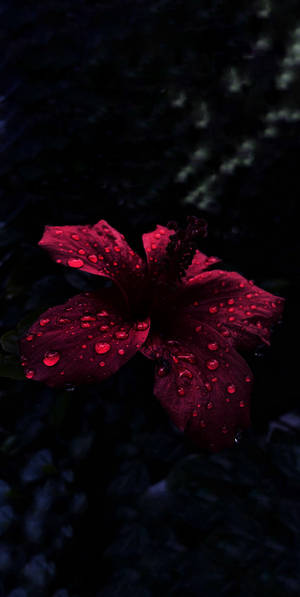 Fondo de pantalla Gotas de Lluvia en Hibisco OLED