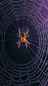 Toma macro de una telaraña con rocío y araña
