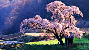 Fondo de Pantalla de Gran Árbol de Cerezo