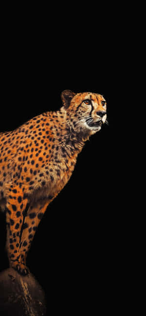 Cheetah Iphone — Xiaomi 18 Pro Max Fondos de pantalla