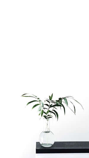 Imágenes de Aesthetic White — Estética blanca Fondos de pantalla