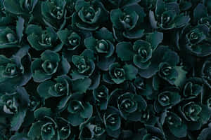 Imágenes de estética verde oscuro — MacBook Air 13 Fondos de pantalla