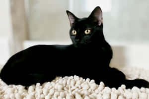 Fotos de gato negro — MacBook Air Fondos de pantalla
