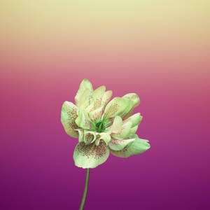 Helleborus Orientalis Violeta Flor de Manzano — 1:1 Fondos de pantalla