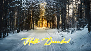 Fondo de pantalla de Hello December Winter Forest — Amanecer Fondos de pantalla