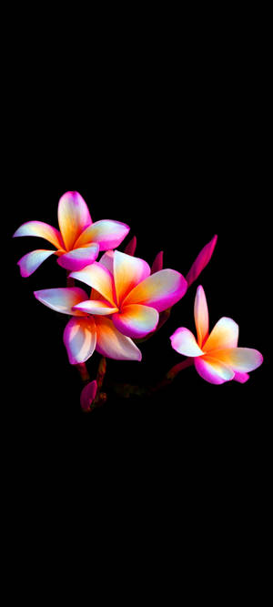 Hermosa Flor de Plumaria Móvil — iPhone X Fondos de pantalla