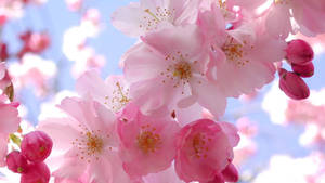Fondo de Pantalla de Hermosa Flor de Cerezo