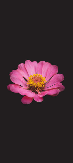 Black And Pink Flower — Galaxia A18 Fondos de pantalla