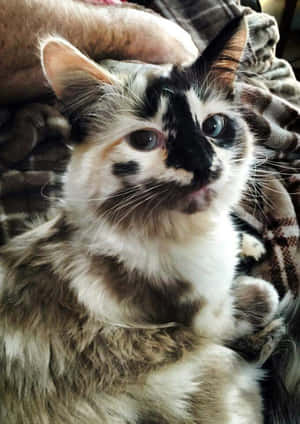Hermosas Fotos de Gatos — Gato Lindo Fondos de pantalla