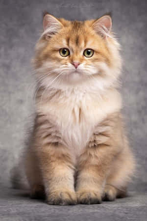 Fotos Hermosas de Gatos — Gato Lindo Fondos de pantalla