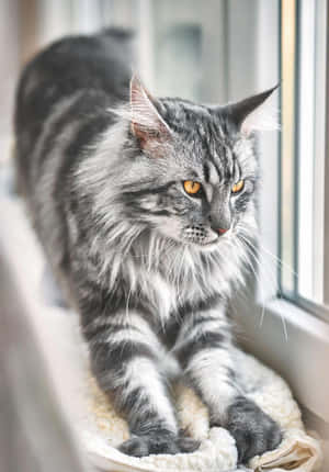 Hermosas fotos de gatos — Gato Lindo Fondos de pantalla
