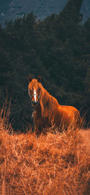 Hermosas imágenes de caballos — Realme 15T Fondos de pantalla