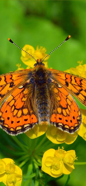 Fondo de pantalla Hermosa Mariposa Naranja — iPhone 16e Fondos de pantalla