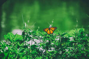 Imágenes estéticas de mariposas — MacBook Air Fondos de pantalla