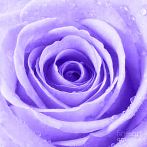 Imágenes de flores de rosa — Flor de rosa Fondos de pantalla
