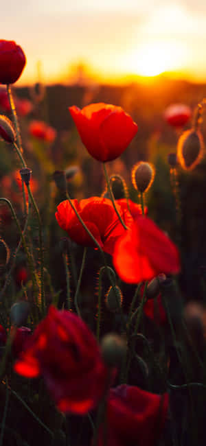Fondo de Flor Roja — OnePlus 15R Fondos de pantalla