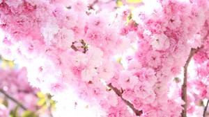 Fondo de pantalla de hermosas flores rosadas de primavera