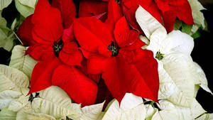 Fondo de pantalla de Nochebuena roja y blanca navideña — Studio Display Fondos de pantalla