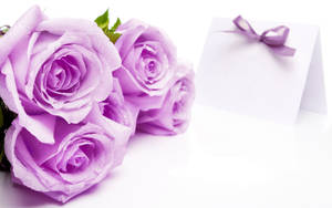 Hermosas Rosas de Color Lila Claro — Estética floral Fondos de pantalla