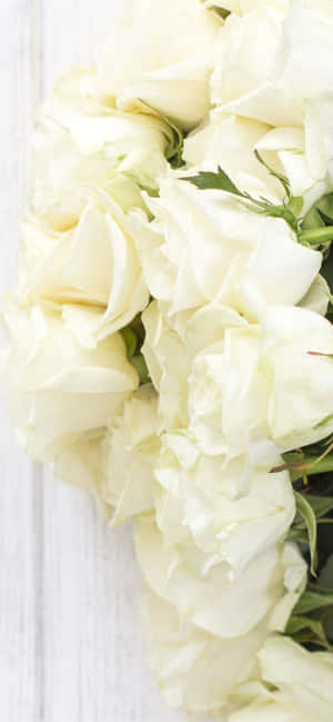 Rosas Blancas iPhone — iPhone 14 Pro Max Fondos de pantalla
