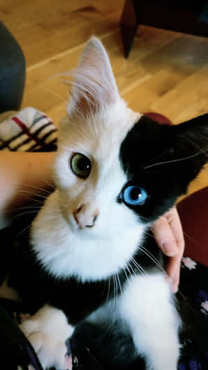 Fotos de gatos hermosos — Gato Lindo Fondos de pantalla
