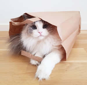 Imágenes de gatos hermosos — Gato Fondos de pantalla
