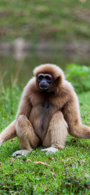 Fondo del iPhone Xs Max Gibbon — iPhone 14 Pro Max Fondos de pantalla