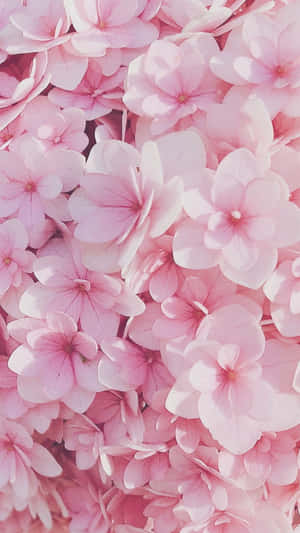 Floral Rosa