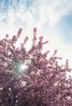 Hermosos Árboles Floreciendo en Primavera — POCO Pad X1 Fondos de pantalla