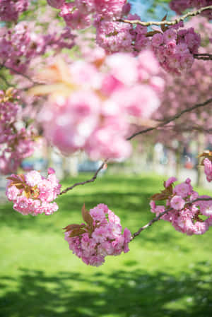 Hermosos Árboles en Flor en Primavera — Oppo Pad Mini Fondos de pantalla