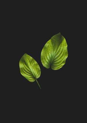 Fondo de pantalla de hoja de anthurium en negro. — OnePlus Pad 3 Pro Fondos de pantalla