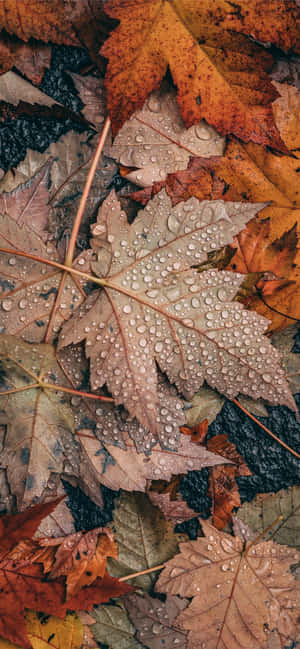 Hoja de Arce Gris Estética Otoñal para iPhone — Floral iPhone Fondos de pantalla
