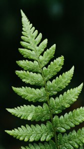 Hoja de helecho con gotitas sobre fondo oscuro.