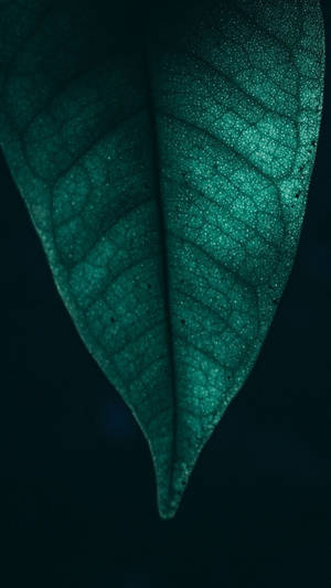 Hoja Micro 4K Android