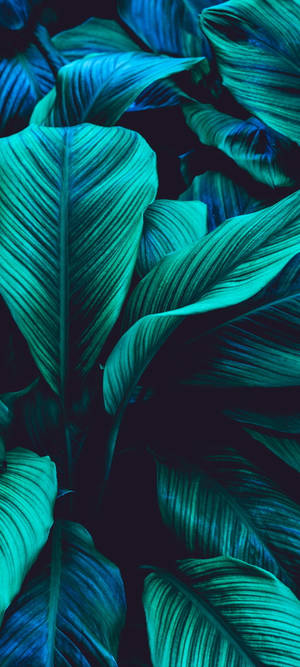 Hoja Verde Multicolor — iPhone 18 Fondos de pantalla