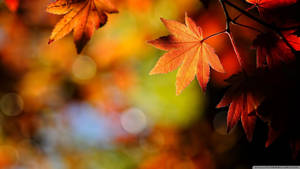 Hojas rojo anaranjadas de arce durante la temporada de otoño. — Otoño Fondos de pantalla