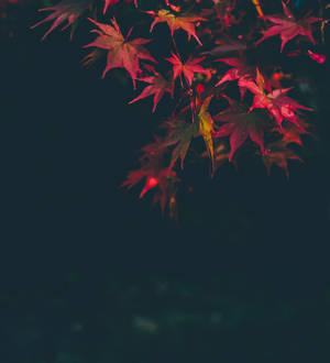 Fondo de pantalla de Hojas de Arce Rosa de Otoño. — Motorola Razr Fold Fondos de pantalla