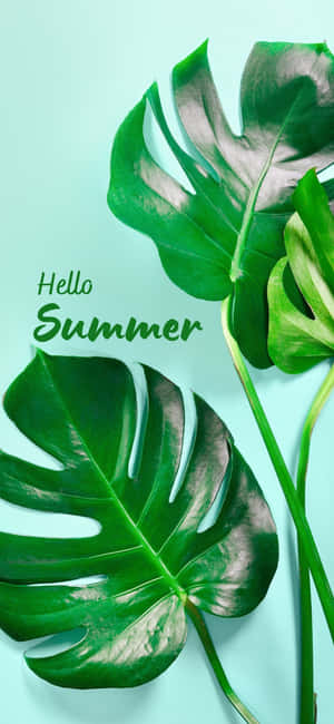 Fondo de verano Iphone X — Floral iPhone Fondos de pantalla