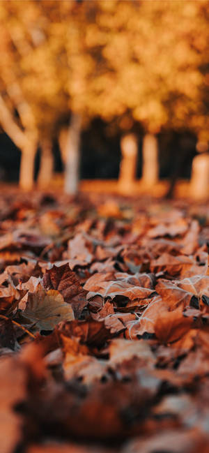 Thanksgiving iPhone Imagen De Hojas De Otoño — iPhone 16 Pro Fondos de pantalla